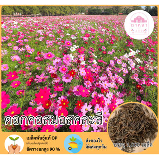 ดอกคอสมอสแคระคละสี1,000 เมล็ด