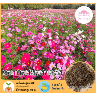 ดอกคอสมอสคละสี 1,000 เมล็ด