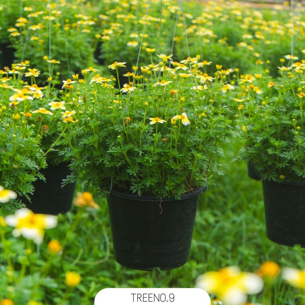 Treeno.9 T499 ไบเด้นส์ขาวเหลือง กระถางแขวน 8 นิ้ว  (Bidens) สูง 20-25 เซน ดอกไม้หายาก พุ่มแน่น สีสันสดใส