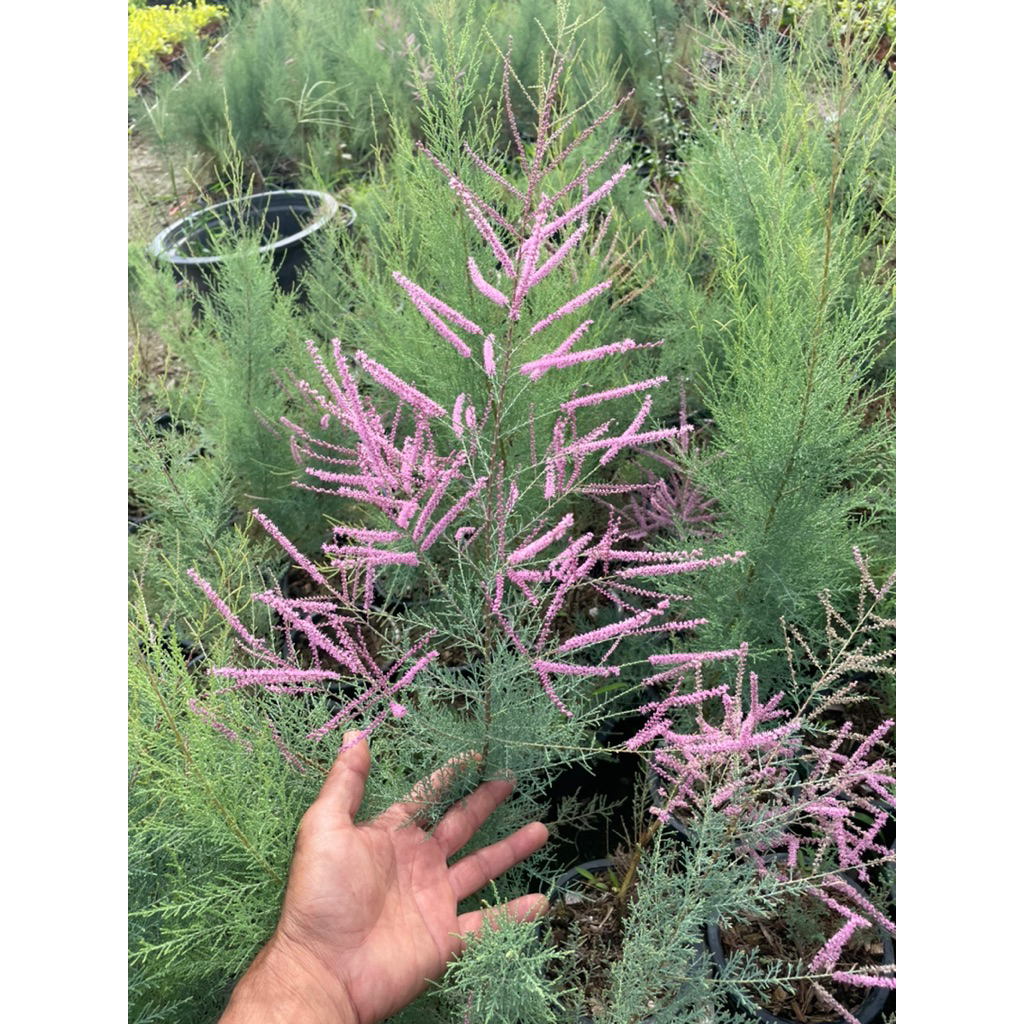 ต้นสนชมพู Tamarix smyrnensis Bunge สูง30-80ซม. กระถาง6” กระถาง11“