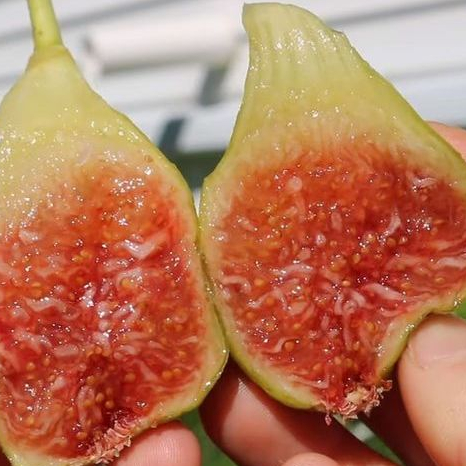 1 ต้นมะเดื่อฝรั่ง พันธุ์ Longue d' Aout กระถาง 10 นิ้ว ลำต้นสูง 70-80 ซม