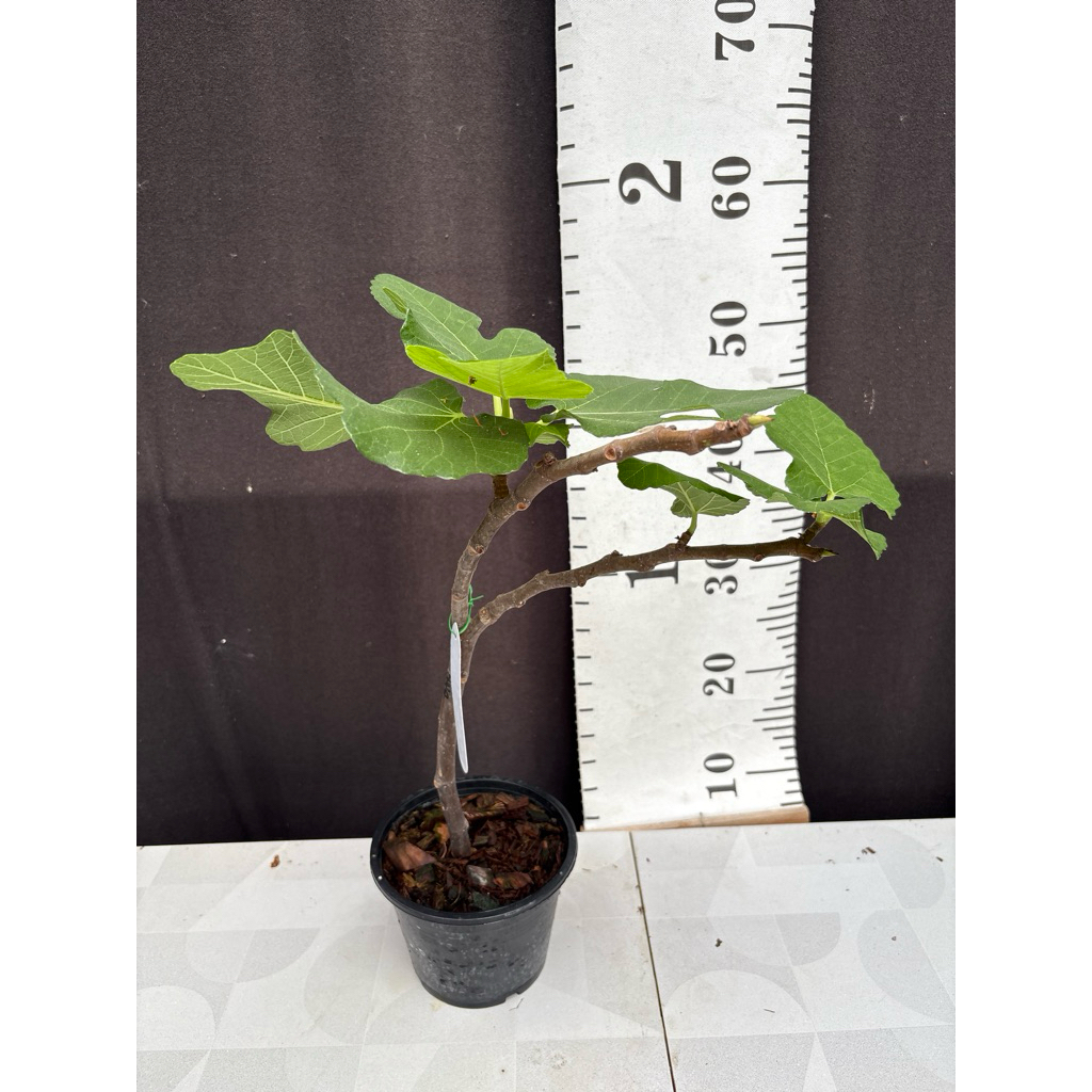 มะเดื่อฝรั่ง พันธุ์ Bordissot Negra Rimada / Bordissot Negra  (BNR revert)