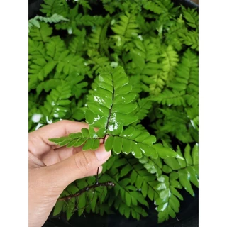 👉เฟินถูก👈เฟิร์นก้านดำ(1ก้าน)🌿คัดเกรด 🌿