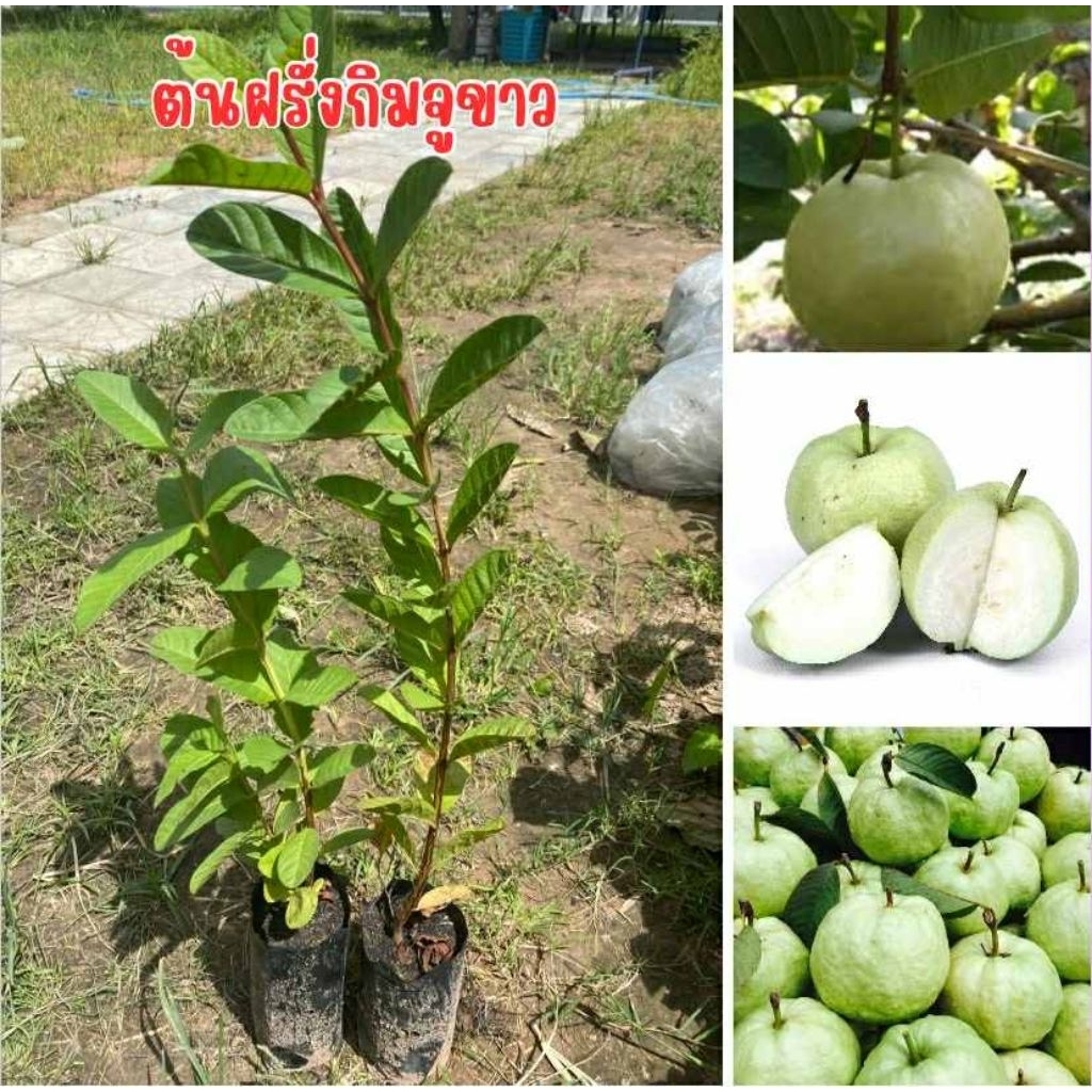 🍈🌿 ต้นฝรั่งกิมจูขาว 🌿🍈💥 ชุดละ 4 ต้น  80 บาท พร้อมส่ง!! 💥✅  เนื้อแน่น กรอบ หวาน