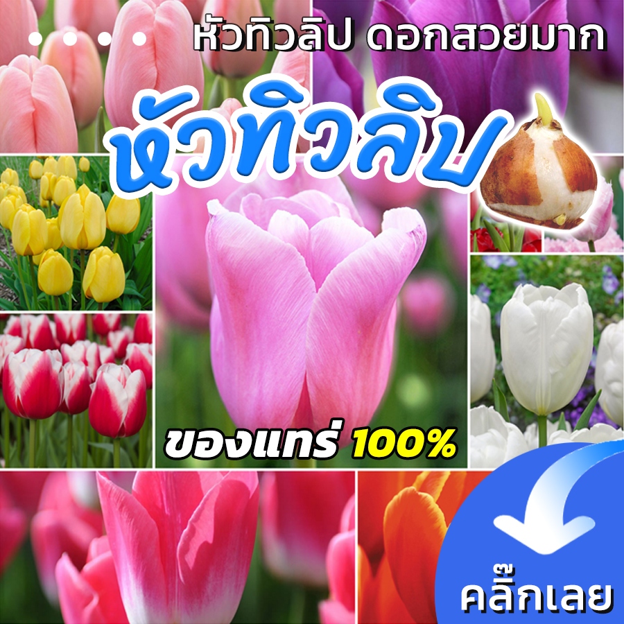 พร้อมส่ง หัวทิวลิป รวมสีหวานๆ  PASTEL มีหลายสีให้เลือก Wanthai ขายหัวลิลลี่ ไฮยาซิน หัวดอกทิวลิป
