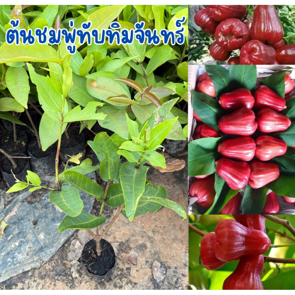 ต้นชมพู่ทับทิมจันทร์ พร้อมปลูก สูง40-50เซน กิ่งตอน