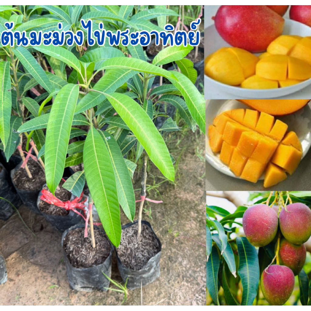 ต้นมะม่วงไข่พระอาทิตย์ ต้นเสียบยอดปลูก1-2ปีติดผล  สูง50เซน