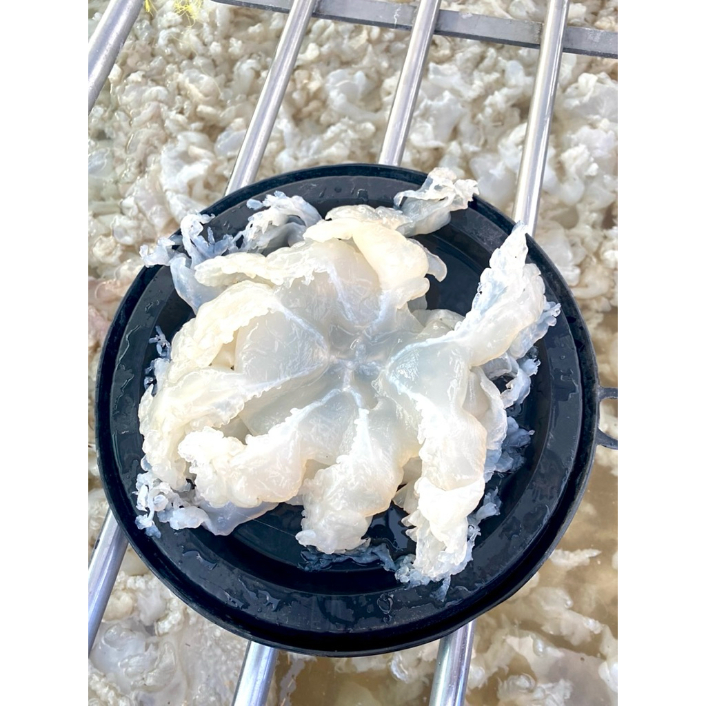 แมงกะพรุนจืด พร้อมทาน 1.1 kg ขาล้วน&หัวรวมขา
