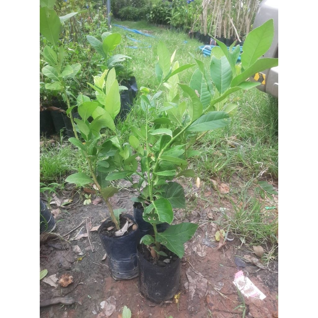 ต้นเลมอนยูเรก้า (Eureka Lemon Tree)