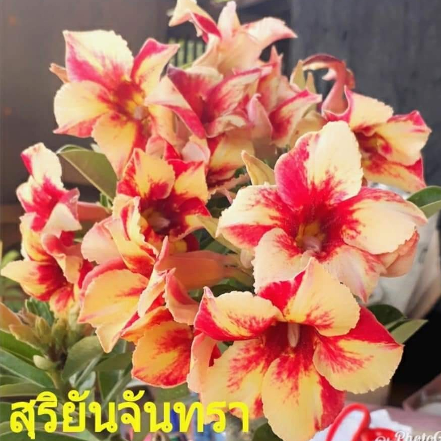 10 เมล็ด เมล็ดพันธุ์ ชวนชม กุหลาบทะเลทราย ดอกสีส้ม Adenium Seeds
