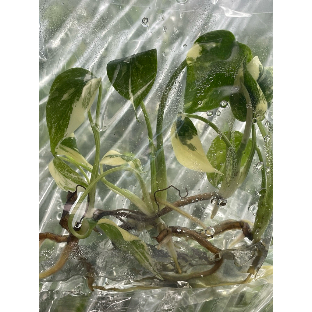 10 ต้น (สุ่ม) มอนไทคอนด่าง  Monstera Thai Constellation เนื้อเยื่อ - รูปที่ 6