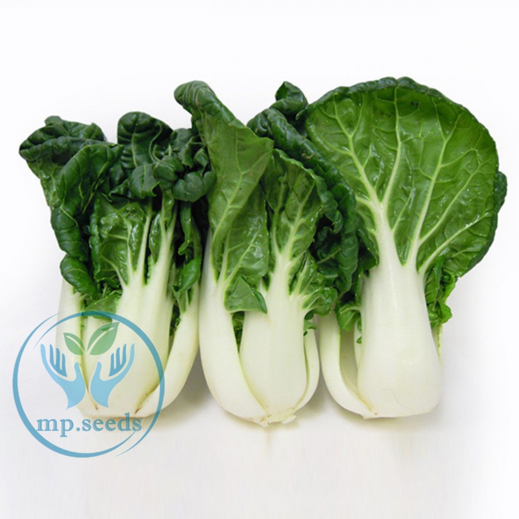 เมล็ดบ๊อกฉ่อย  เบบี้บ๊อกฉ่อย  ผักกวางตุ้งฮ่องเต้ก้านขาว Pakchoi / Bokchoi – โปรปัง