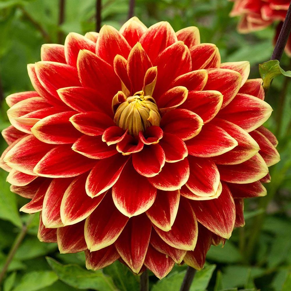 1 เหง้า ดาห์เลีย Dahlia rhizome ดอกรักเร่ ดอกรักเเรก Dahlia สายพันธุ์ Caballero Dahlia