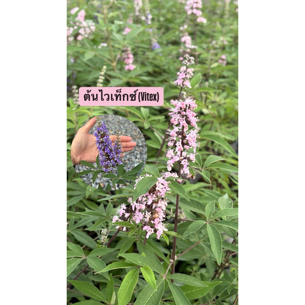 ต้นไวเท็กซ์ (Vitex) กระถาง 5.5 นิ้ว สีม่วงเเละชมพู ออกดอกทั้งปี