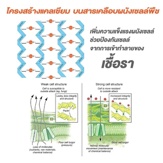 แคลเซียมคลอไรด์ CaCl2 ขนาด 25 กก. (Ca 27%) ช่วยป้องกันดอกหลุดร่วง ป้องกันผลแตก ผนังเซลล์พืชแข็งแรง