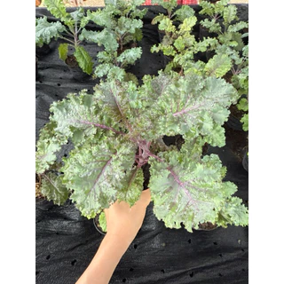 ต้นเคลใบหยิกสีม่วง เคลสการ์เร็ตอคะน้าเคลใบสีม่วง Kale Scarlet กระถาง 4 นิ้ว