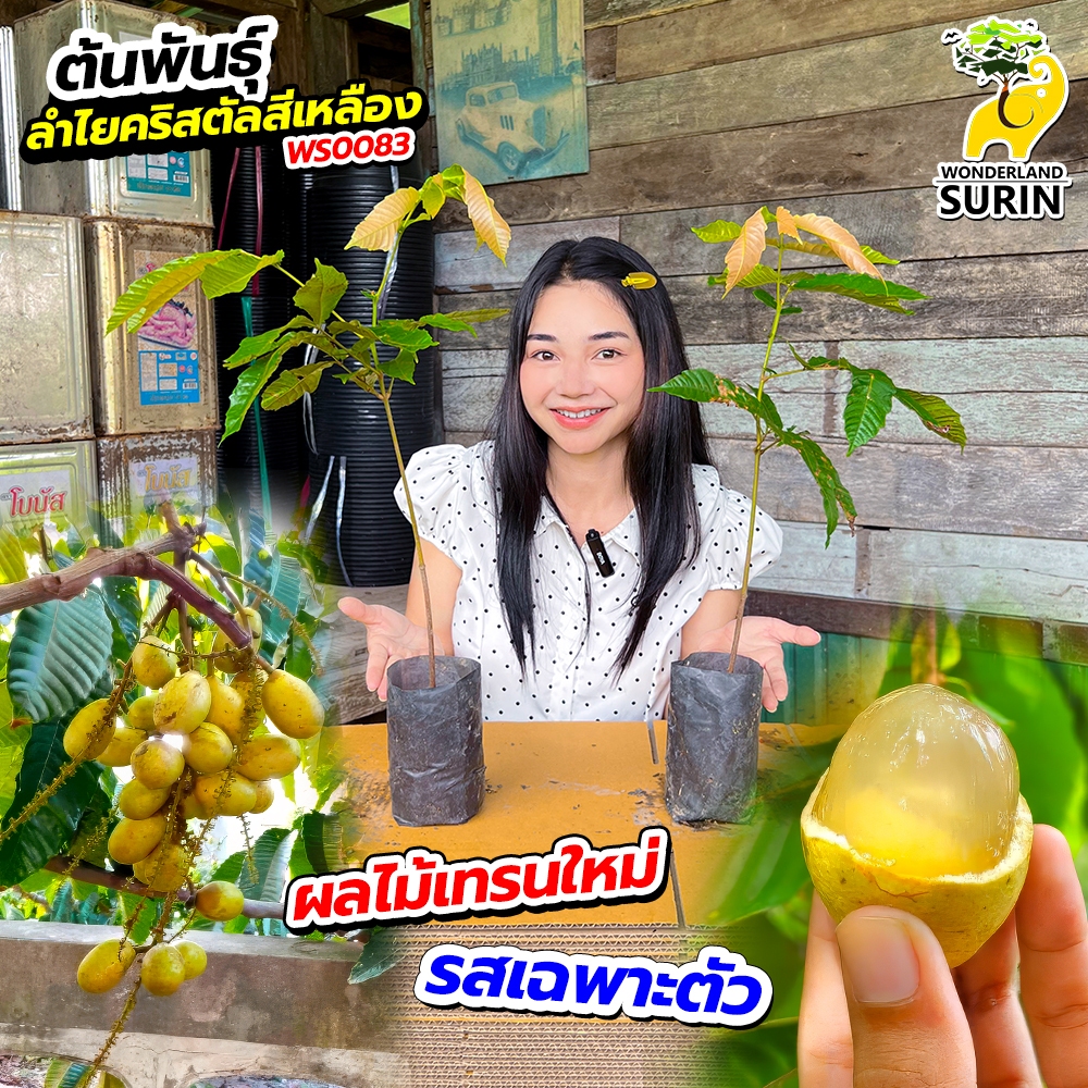โปร 2 ต้น🌳🍇 ต้นพันธุ์ลำไยคริสตัลสีเหลือง (WS0083) 🍇🌳 ✨พันธุ์ลำไยหายาก เนื้อหวาน กรอบ อร่อย ผลดก✨ ปลูกง่าย โตเร็ว