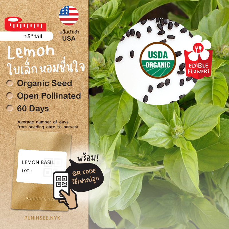 1 แถม 1 เมล็ดสมุนไพรนำเข้า เลม่อนเบซิล Lemon Basil (Organic Seed) Herb สมุนไพร  โหระพาใบเล็ก โหระพาเลม่อน