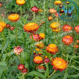 เมล็ดดอกกระดาษ 200 เมล็ด เดซี่มิกซ์กระดาษ Strawflower / Paper Daisy