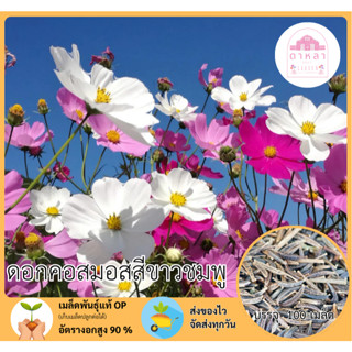 ดอกคอสมอสสีขาวชมพู 100 เมล็ด