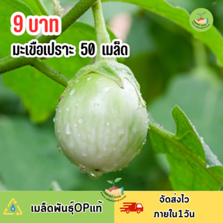 พิเศษ9บาท เมล็ดพันธุ์มะเขือเปราะ 50 เมล็ด