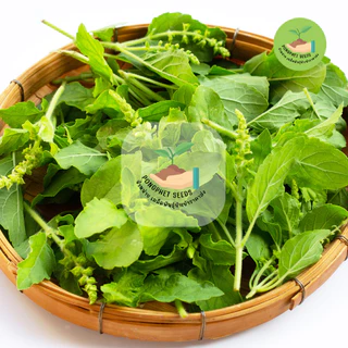 พิเศษ9บาท เมล็ดพันธุ์กะเพราเขียว 200 เมล็ด