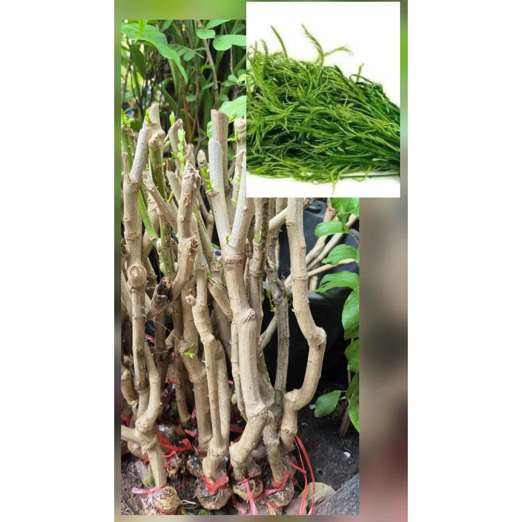 ต้นชะอม กิ่งพันธุ์ชะอมหนามน้อย รากแน่นต้นพร้อมปลูก (ชุด10กิ่ง) สูง40-50ซ.ม แบบกิ่งตอน
