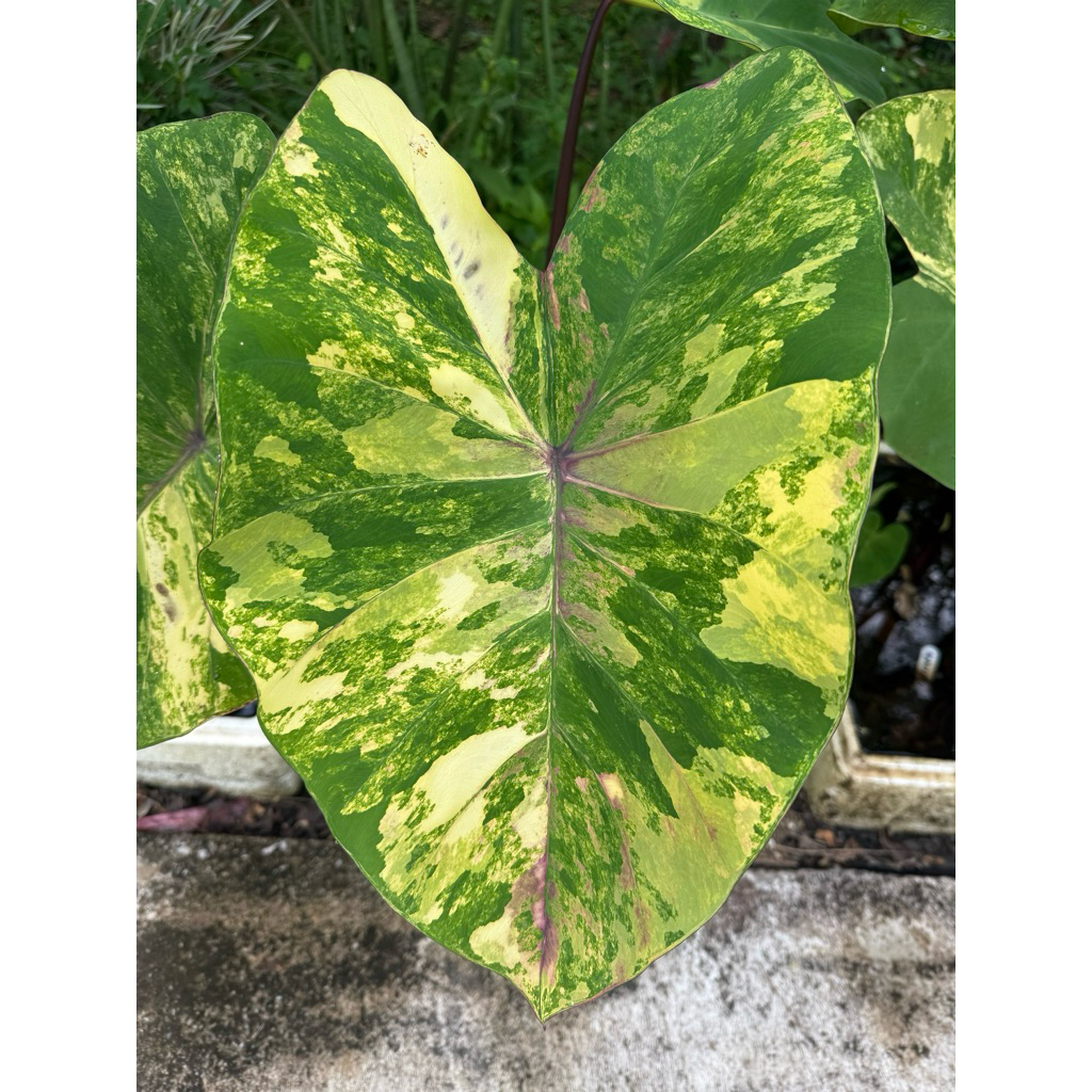 โคโลคาเซีย บอนนาไทย เพชรสามยอด Colocasia Petsamyod