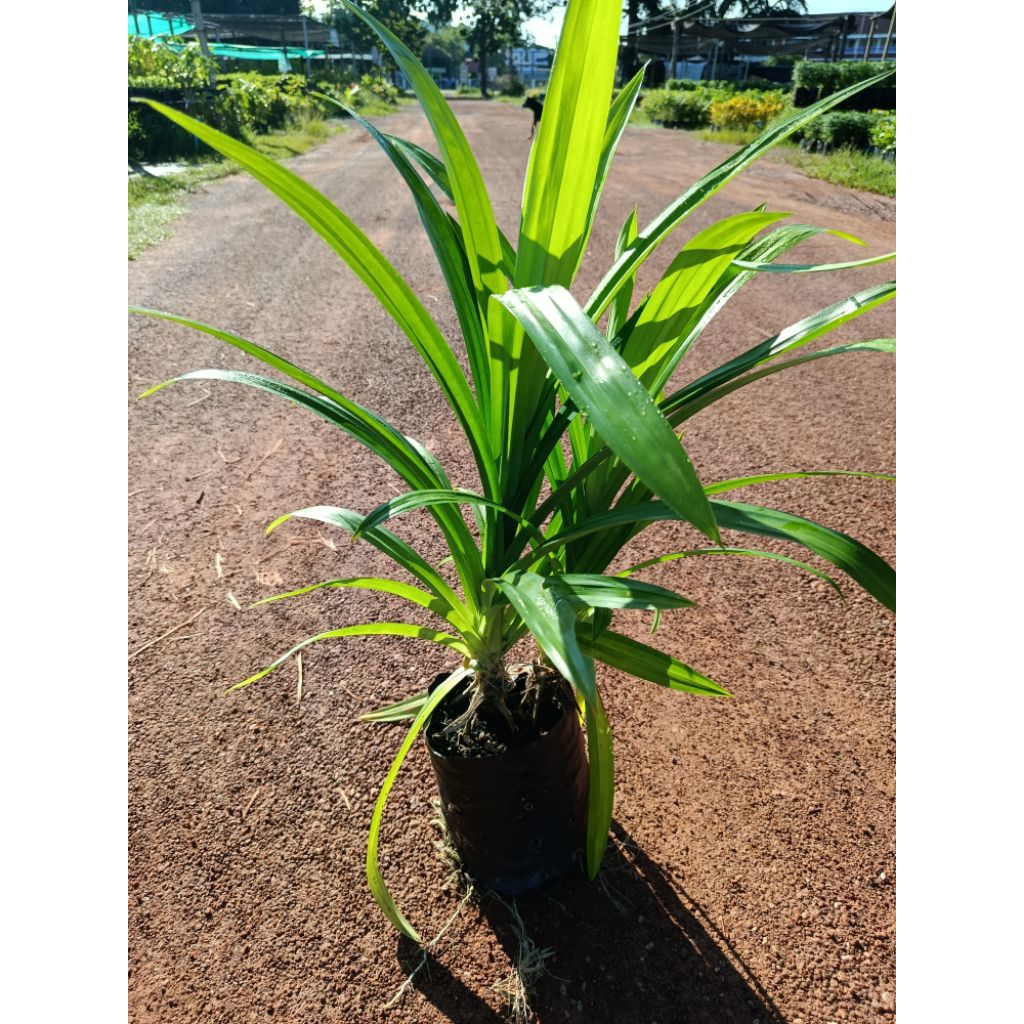 🪴ต้นใบเตยหอม นิยมเอามาทำอาหาร ขนม ให้ได้สีเขียวจากธรรมชาติ ต้ยสวยๆรากเดินดี