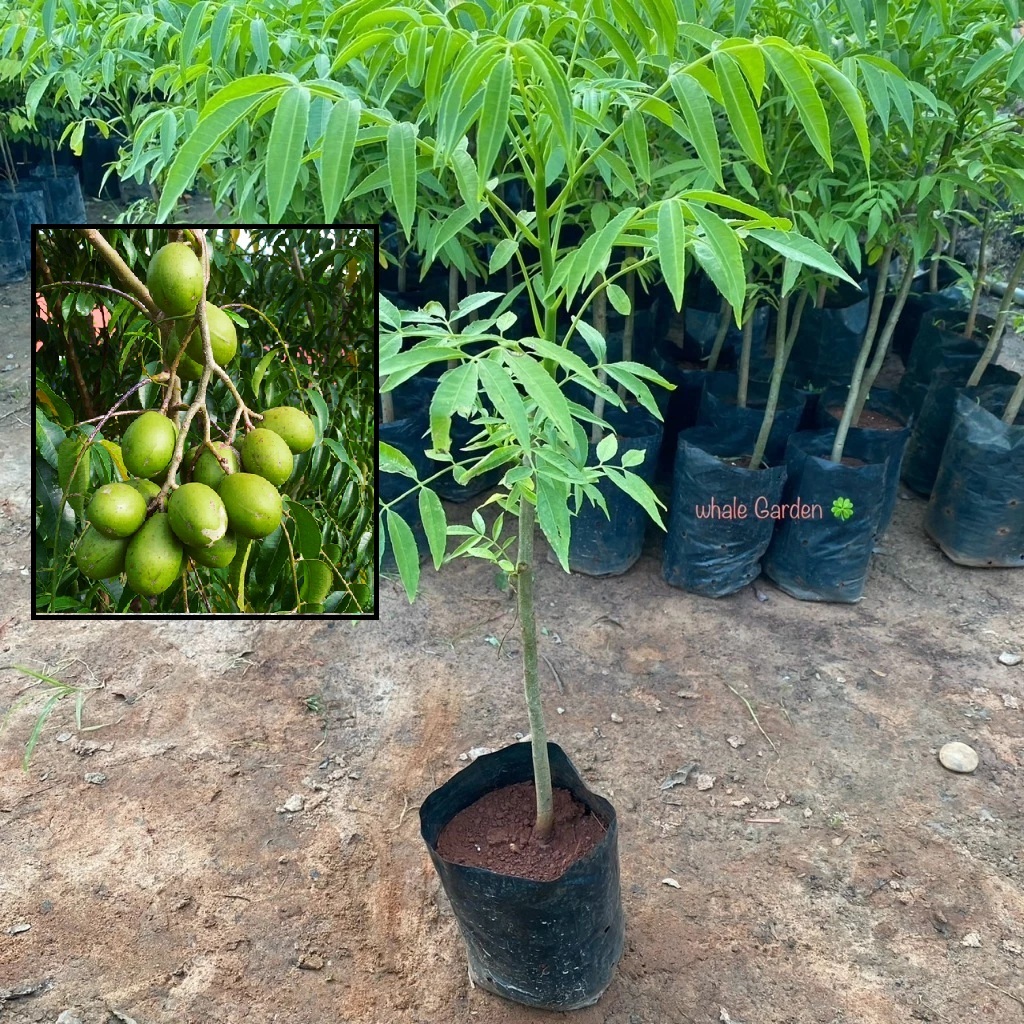 ต้นมะกอก มะกอกฝรั่ง ยักษ์ (Spondias Dulcis) มะกอกหวาน ต้นสวย (รับประกัน ส่งใหม่ฟรี หากสินค้าเเสียหาย!!)