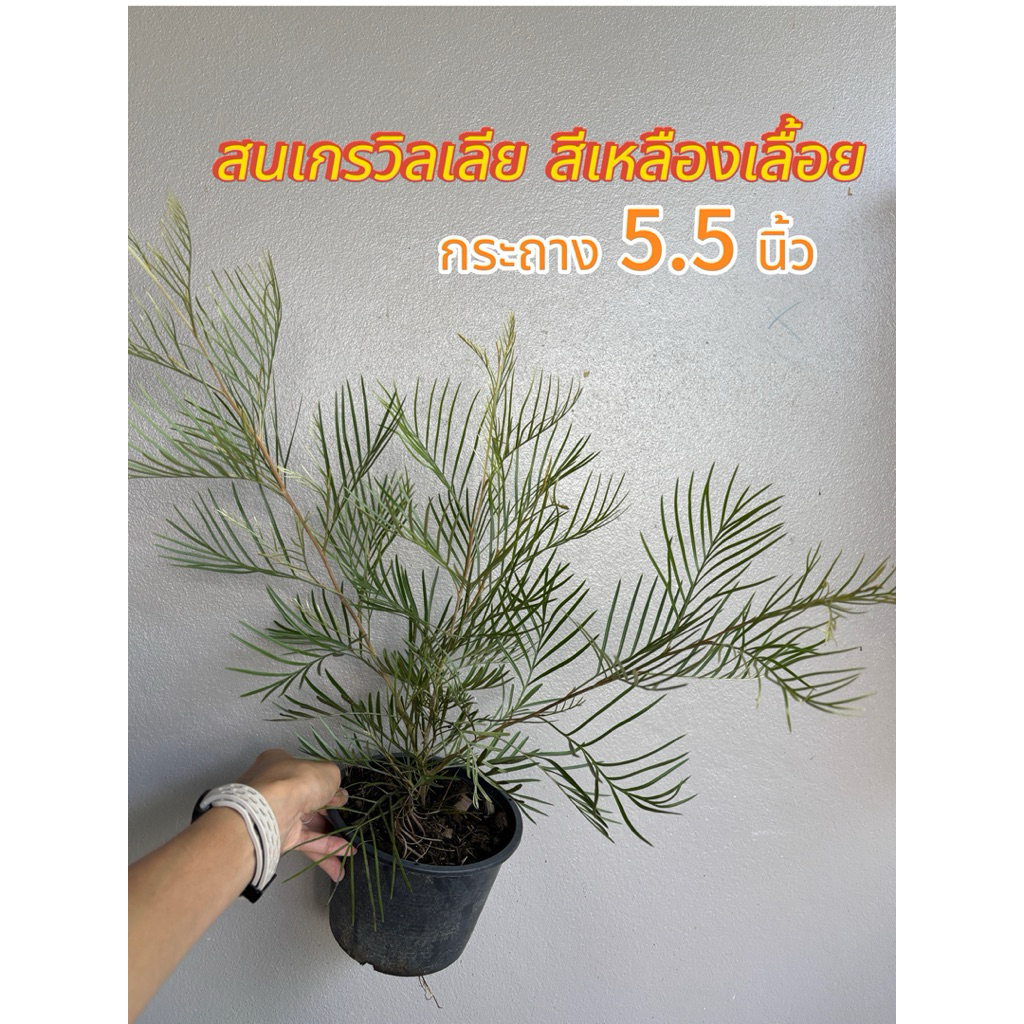 สนเกรวิลเลีย เหลืองเลื้อย กระถาง 5.5 นิ้ว สูง 40-50 เซนติเมตร