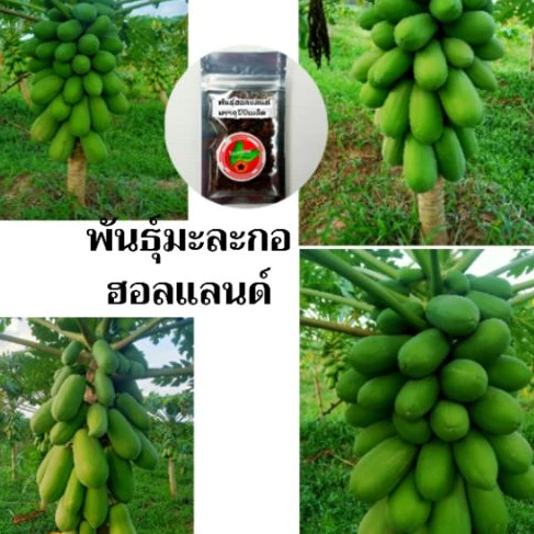 เมล็ดพันธุ์มะละกอฮอลแลนด์ พันธุ์แท้ เนื้อแน่น หวานฉ่ำ คัดพิเศษ ปลูกง่าย ได้มาตรฐาน6g(250-300เมล็ด)