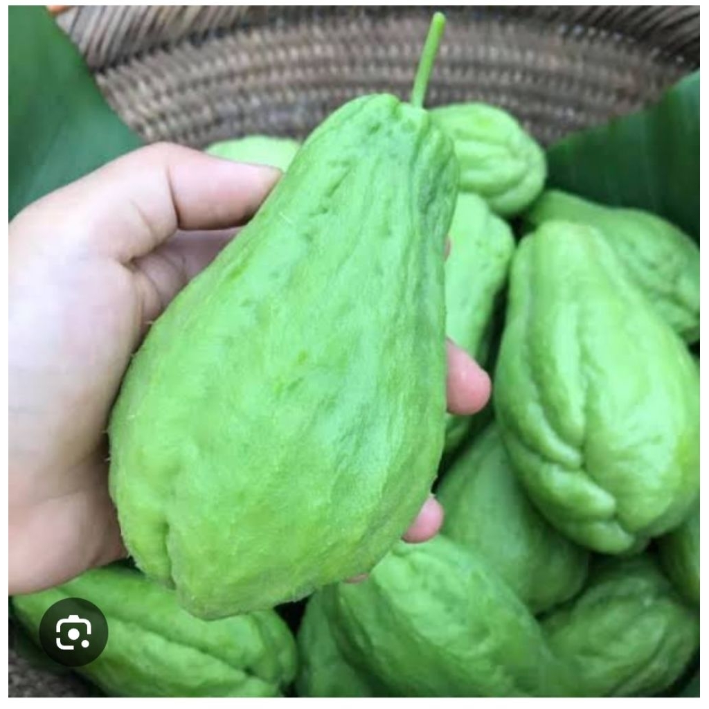 💥ส่งฟรี💥 มะระหวานสดจากภูทับเบิก ฟักแม้ว รสชาติ หวานกรอบ ไม่ขม ไม่ฝาด(ขนาด 1 กิโล)