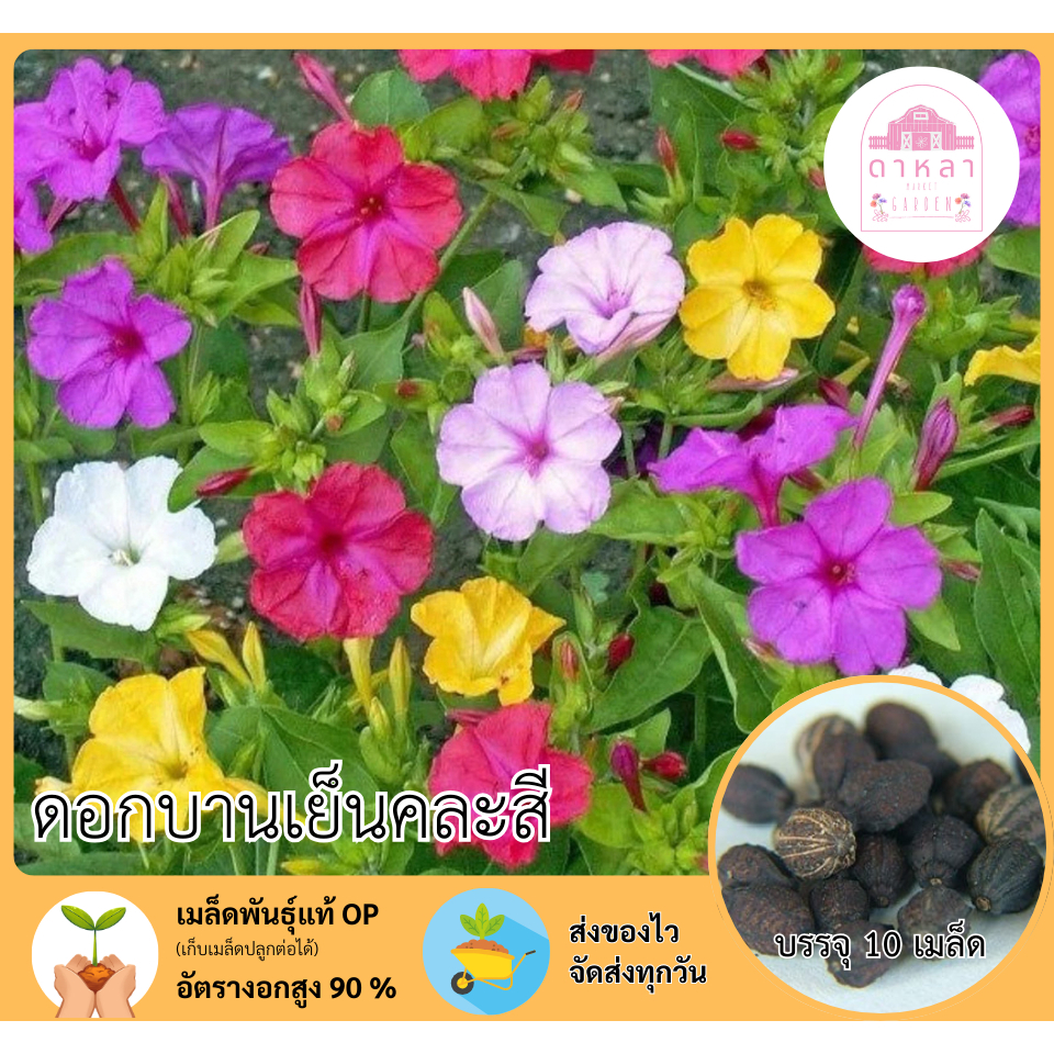 ดอกบานเย็นคละสี 10 เมล็ด