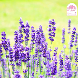 ดอกลาเวนเดอร์ อังกฤษ 200 เมล็ด