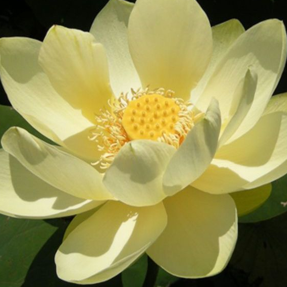 5 เมล็ด บัว สีเหลือง บัว โลตัส วอเทอร์ลิลลี่ เม็ดบัว Waterlily Lotus seeds ราคา ถูกที่สุด ดีลบีเคเค