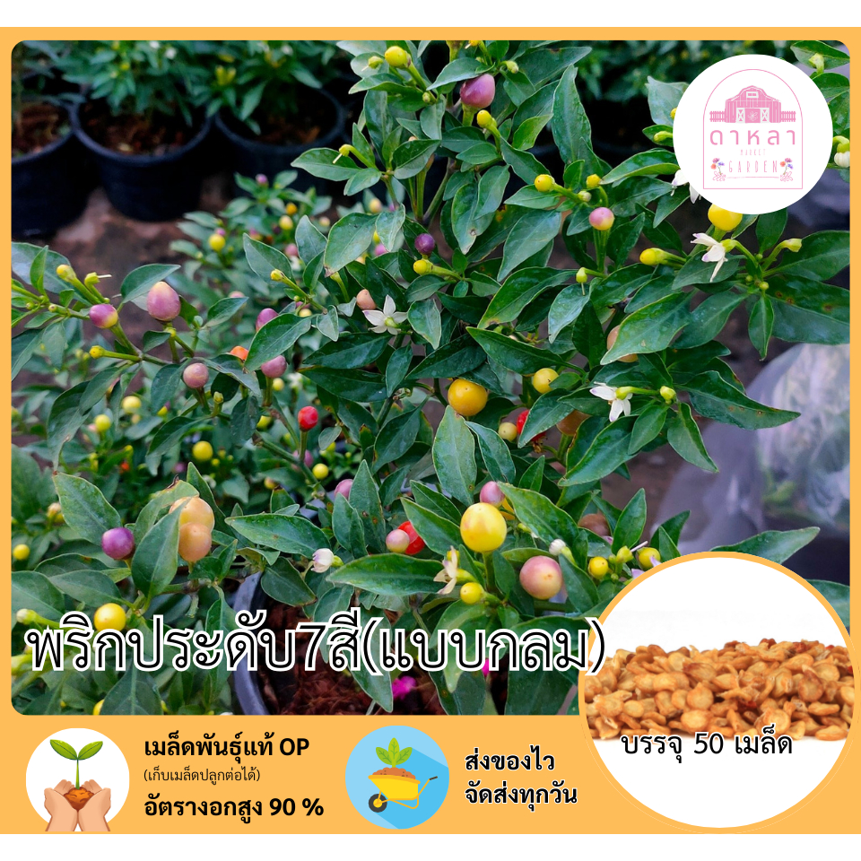 พริกประดับ 7 สี แบบกลม 50 เมล็ด
