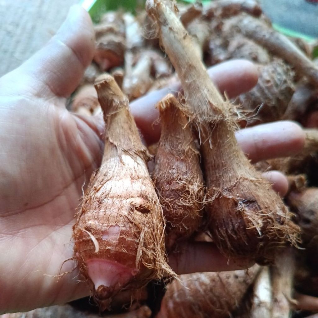 เผือกแดงดอย...800gm.(8ขีด)