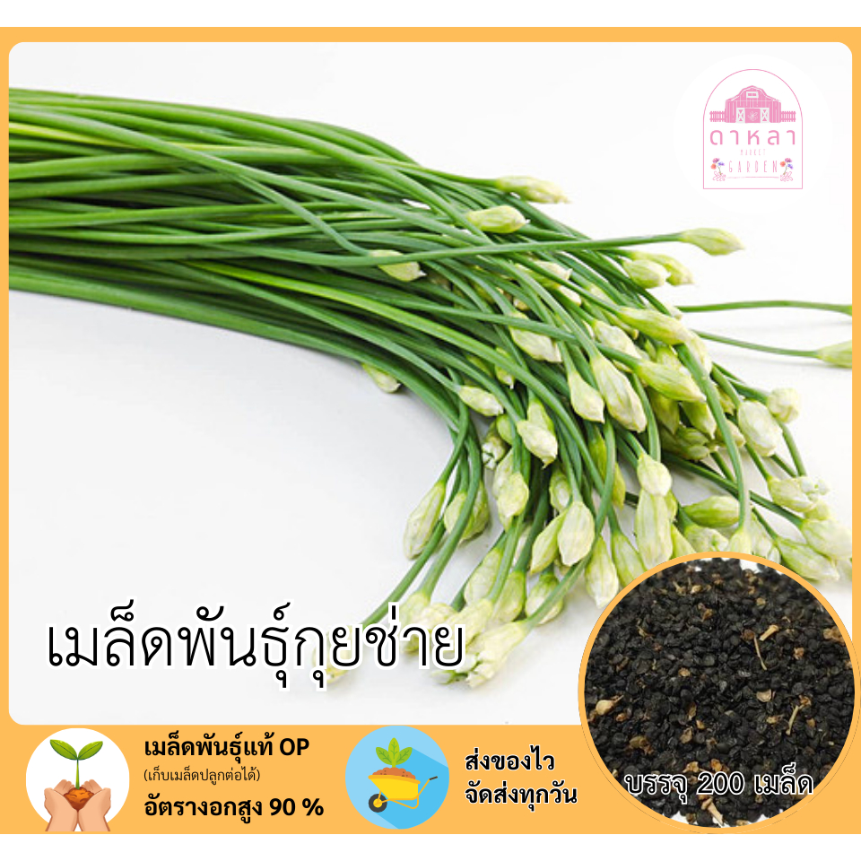 กุยช่าย จำนวน 200 เมล็ด