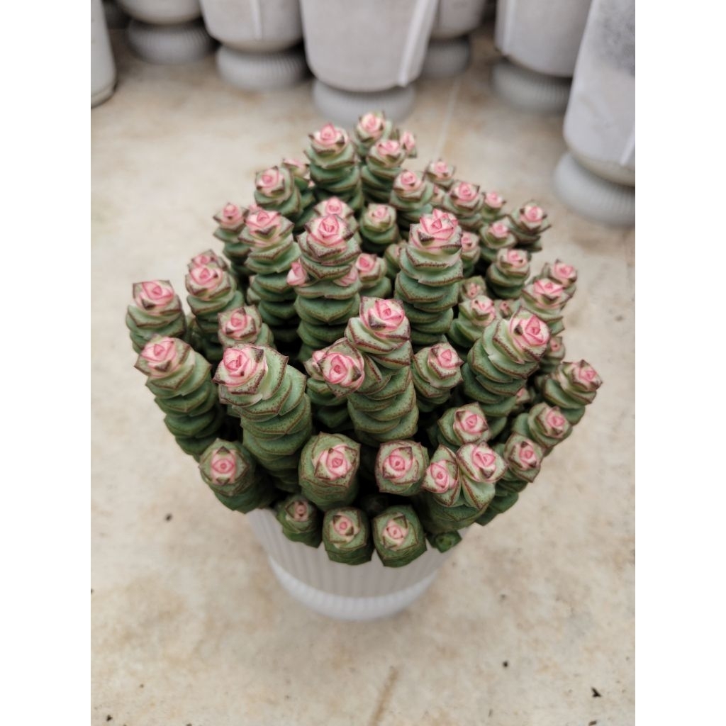 หนอนสปริงคาซูล่า หรือ Crassula Rupestris Marnieriana