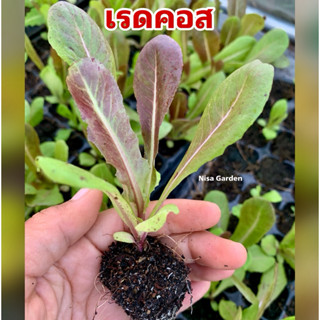 ต้นกล้าสลัด เรดคอส แข็งแรง โตเร็ว 🔥(ซื้อ 10 แถมฟรี 2)🔥