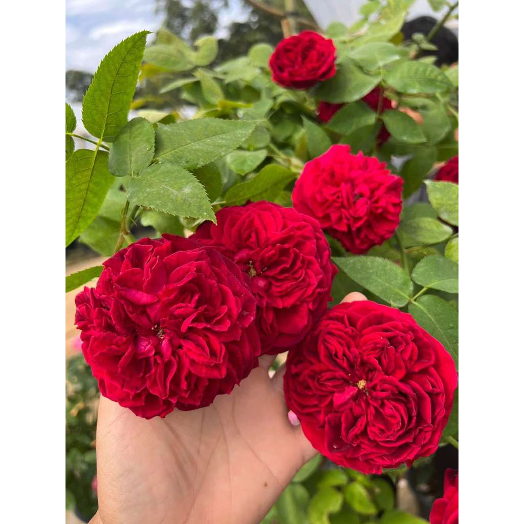 กุหลาบเลืัอย-เทส ..Tess..  สีแดง มีกลิ่นหอม บานทน