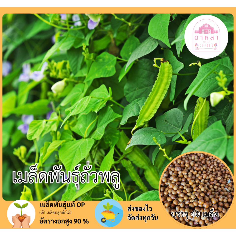 เมล็ดพันธุ์ถั่วพลู 40 เมล็ด