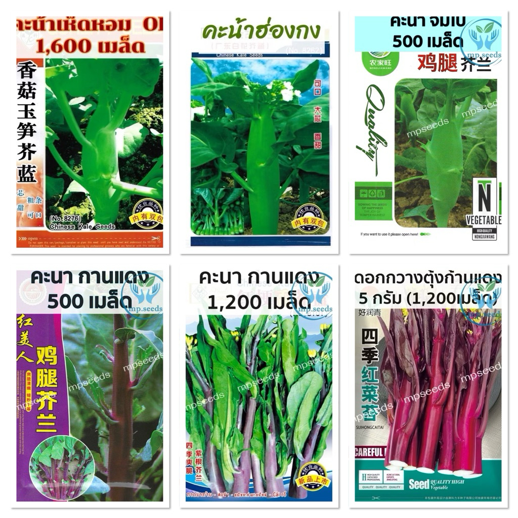 เมล็ดพันธุ์ คะน้า เห็ดหอม ( kale seeds ) บรรจุ 500 - 1600 เมล็ด / คะน้าฮ่องกง / คะน้าสีแดง  Red Chinese Kale / คะน้าม่วง
