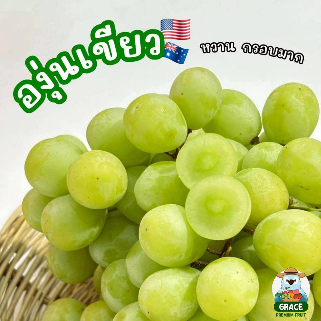 องุ่นเขียว Sweet Globe อเมริกา เนื้อแข็งกรอบ ไร้เมล็ด หวานอร่อย ส่งแช่เย็น 0-8 องศา