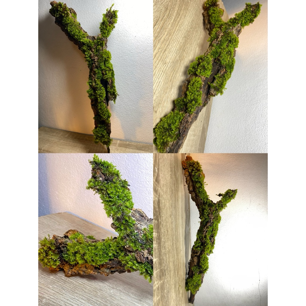 เปลือกไม้ติดมอส โพรงไม้ธรรมชาติ ของตกแต่งตู้ isopod กิ้งกือ แมงมุม กิ้งก่า ของตกแต่งตู้สัตว์เลี้ยง Exotic Terrarium - รูปที่ 3