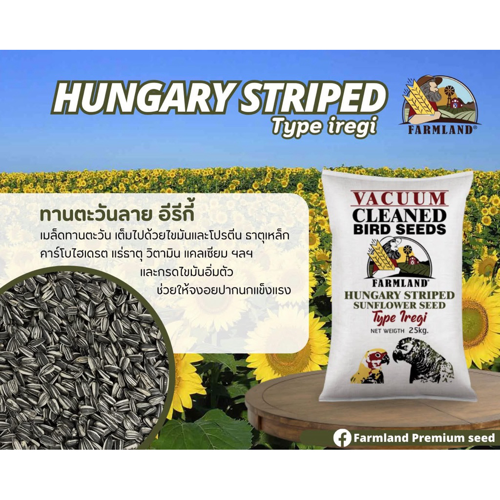 ทานตะวันฮังการีนอก กระสอบ25kg