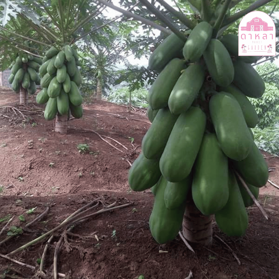 มะละกอแขกดำเนินเตี้ย 10 เมล็ด - รูปที่ 2