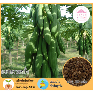 มะละกอครั่ง บรรจุ 100 เมล็ด