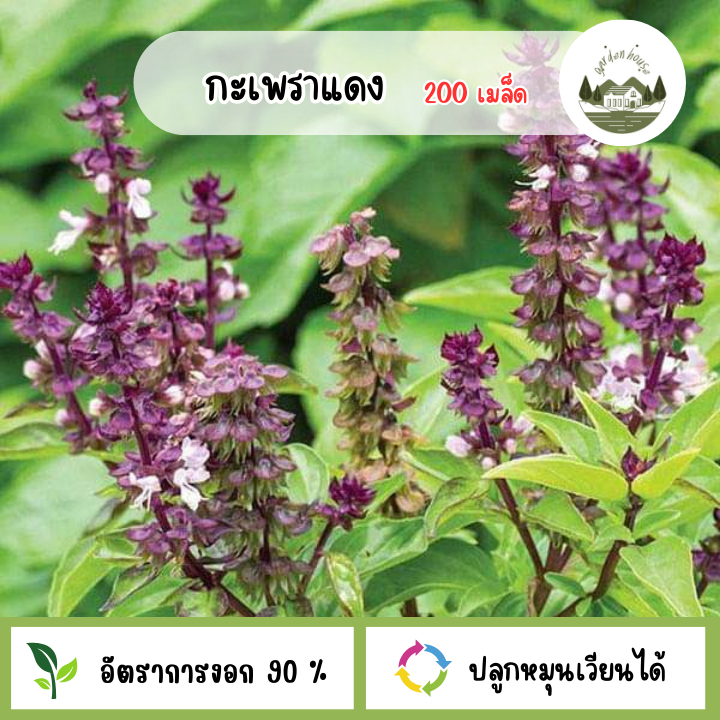 เมล็ดพันธุ์กะเพราแดง 200 เมล็ด